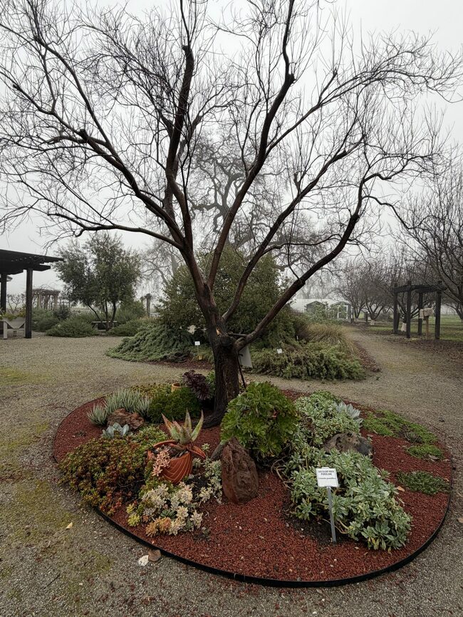 Winter in the Master Gardeners Demonstration Garden | The Real Dirt