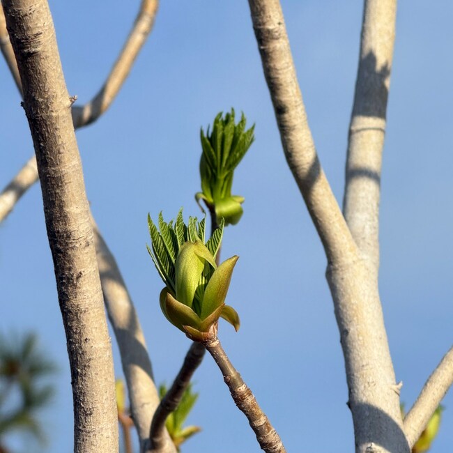 On words unspoken | Sow There!