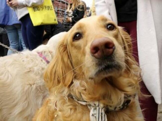 WATCH: Thousands of golden retrievers to meet up in one town