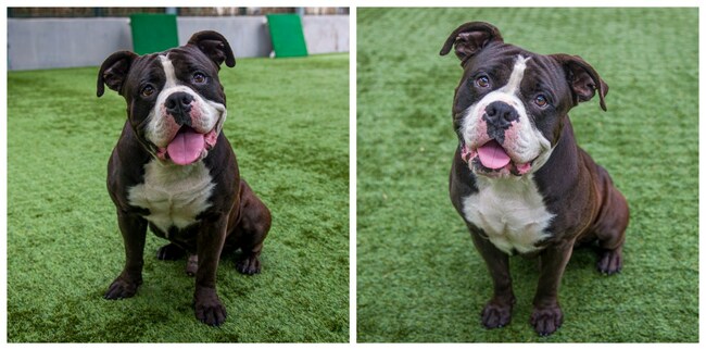 Column: These matchmakers get to the heart of successful pet adoptions