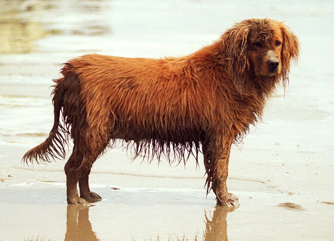 Is there a reason why dogs at Glen Ellen dog park are eating mud?