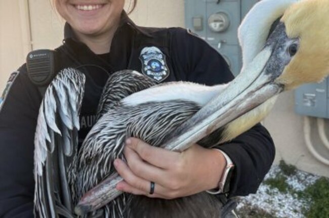 Look: Injured pelican rescued near Florida bar