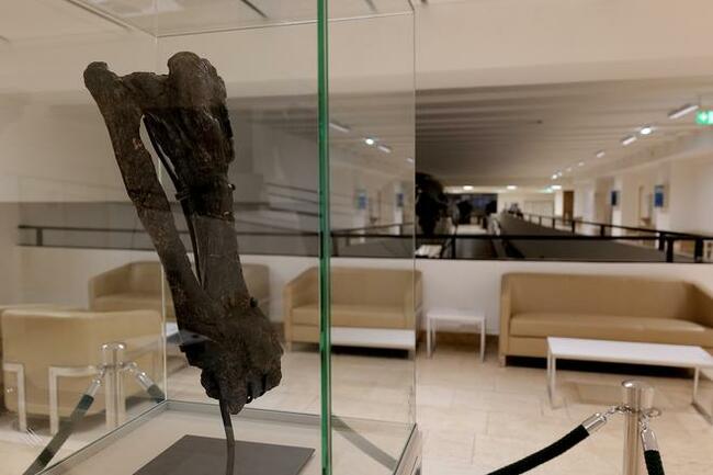 Although stegosaurus fossils are rare, one is now on display at Comenius University