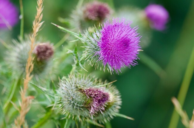 Consider the pop of purple that milk thistle can bring to your garden