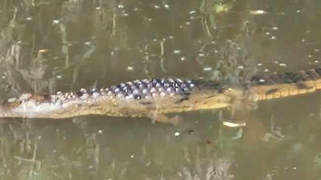 Croc captured in Newcastle NSW
