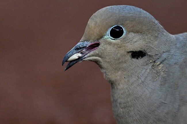 Will hot and spicy bird seed harm avian visitors to Inverness feeder?