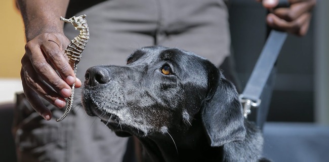 Dogs can detect trafficked wildlife hidden in shipping containers from tiny air samples