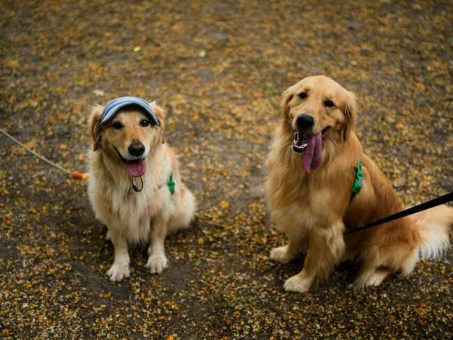 These were Boston’s most popular dog names in 2025