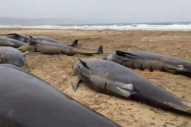 Mass stranding of 55 whales in Scotland caused by animals’ loyalty towards female member suffering difficult birth