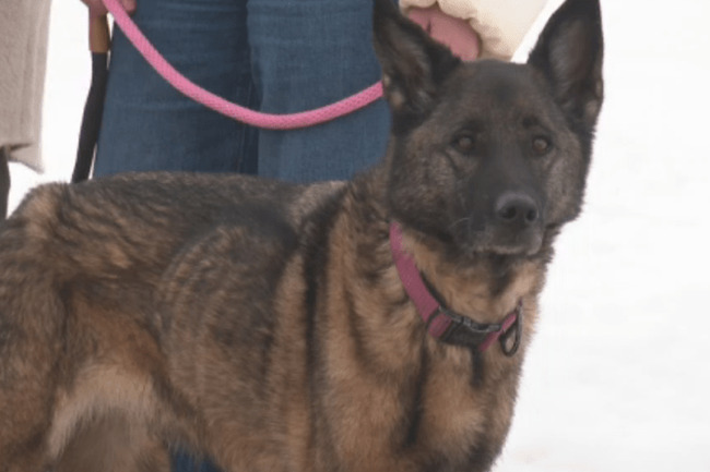 ‘Can’t believe it’: Calmar family reunited with missing dog after nearly 3 months