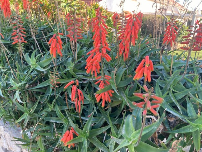 Aloe vera is blooming now. Here’s what to know about its varieties