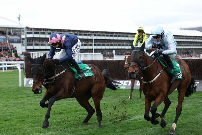 Cheltenham Festival horse Hansard dies after suffering fall during Arkle race