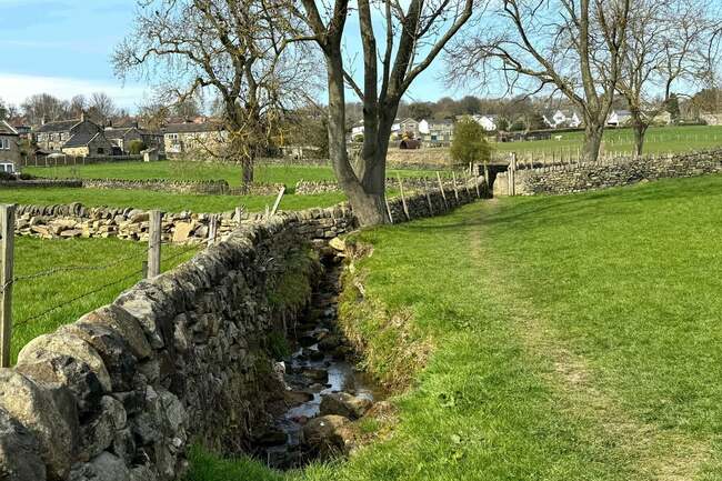 Pregnant sheep dies after being mauled by dog in Leeds town