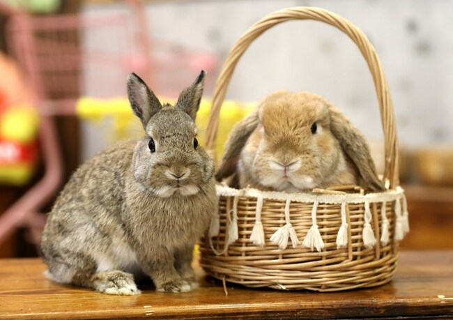 Local animal shelter warns about buying bunnies, chicks solely for Easter