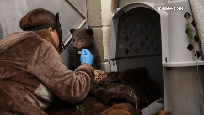 Behind-the-scenes look at the care of two orphaned bear cubs at Ramona Wildlife Center