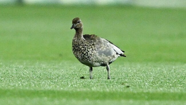 Baby Grange on tap and security for ducks: How Gather Round began, and what it has to do next