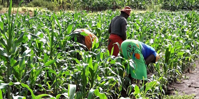 State aligns agricultural agencies to cut food imports 