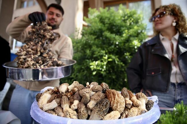 Fethiye'de 15. Dastar ve Kuzugöbeği Mantar Festivali başladı