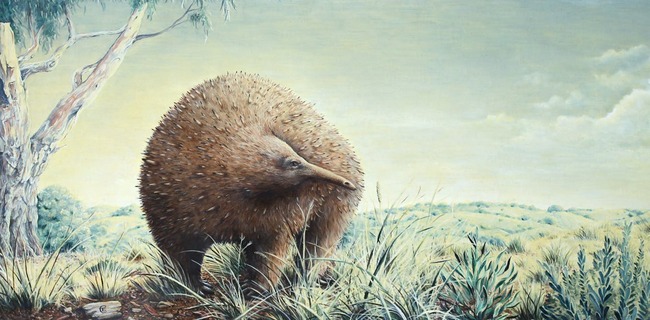 An extinct echidna the size of a small child once roamed Victoria, new fossil shows