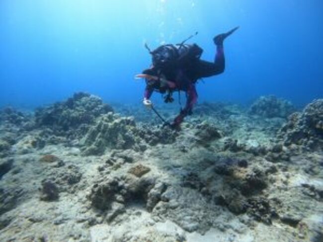 DLNR and Hawaiʻi Tourism Authority team up to restore coral on Oʻahu