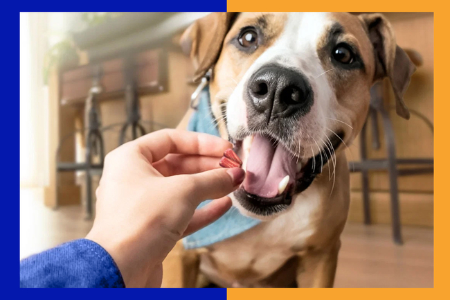 Kibbles ’n Bits just dropped new treats under $3 and dogs love them