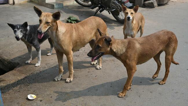 Stray dogs poisoned to death in Salem
