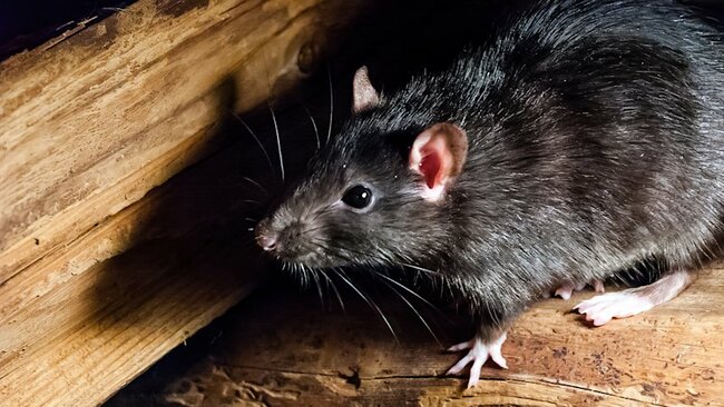 The rare rat virus behind cruise ship deaths