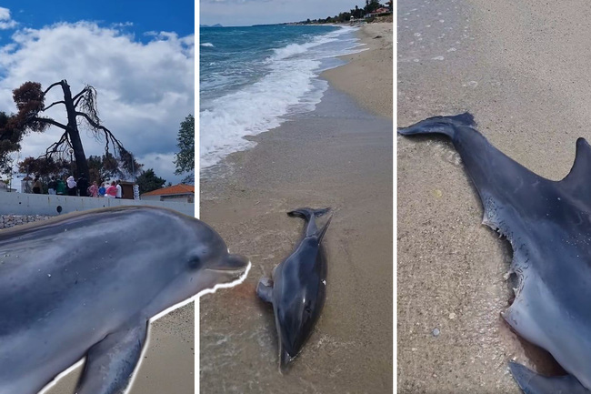 Ipak je AJKULA! Jeza u čuvenom grčkom letovalištu: Delfin isplivao unakažen, srpski profesor analizirao ujed