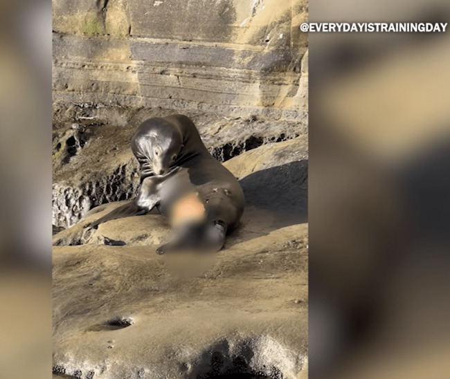 Fight to save injured sea lion spotted in La Jolla