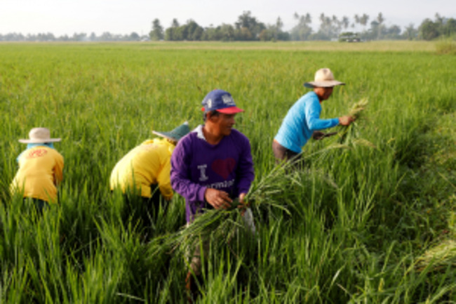 Philippines farm and fisheries output drops 0.3% yr/yr in first quarter
