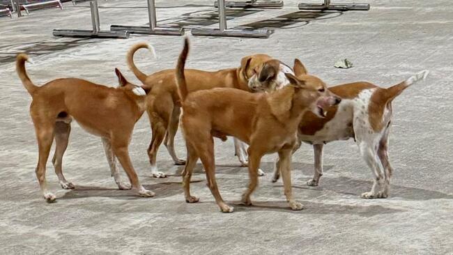 In four months, Tamil Nadu records 2.63 lakh dog bites, 17 deaths