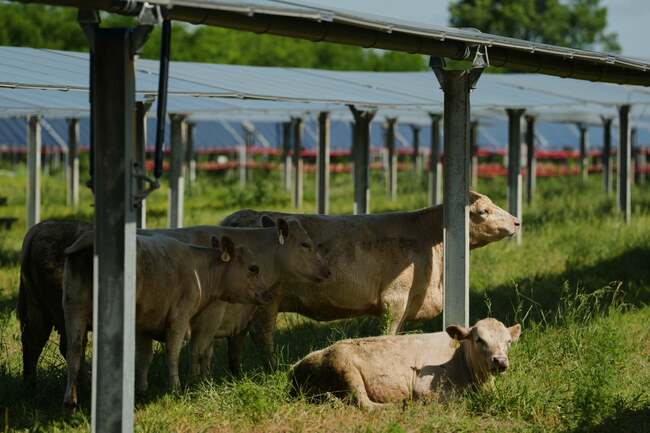 Solar ranch in Tennessee aims to prove grazing cattle under the panels is a farmland win-win