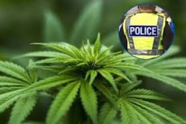 Police seize more than 100 cannabis plants in Doncaster house raid