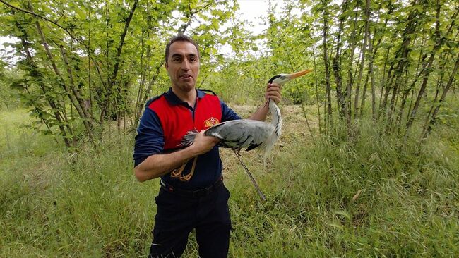 Zonguldak'ta derede yaralı halde bulunan gri balıkçıl tedavi altına alındı