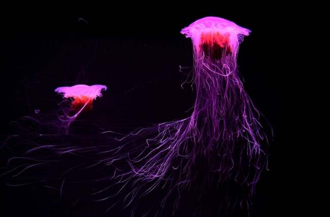 Jellyfish Accidentally Caught in Fishing Nets Could Soon Be Used on Your Face