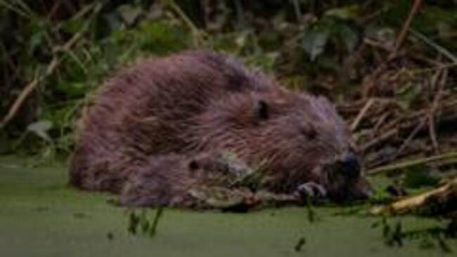 Beavers stop station from flooding, ecologists say