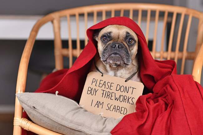 Six ways to calm your dog during fireworks, according to a veterinarian