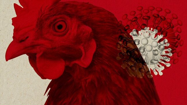First suspected bird flu case in NSW, as state ramps up surveillance