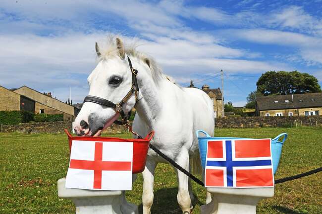 Meet the Leeds horse Gordon with a psychic prediction for England vs Norway