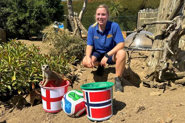 Can England Beat Norway in the World Cup Quarter-Final? Drusillas' Mystic Meerkats say yes!