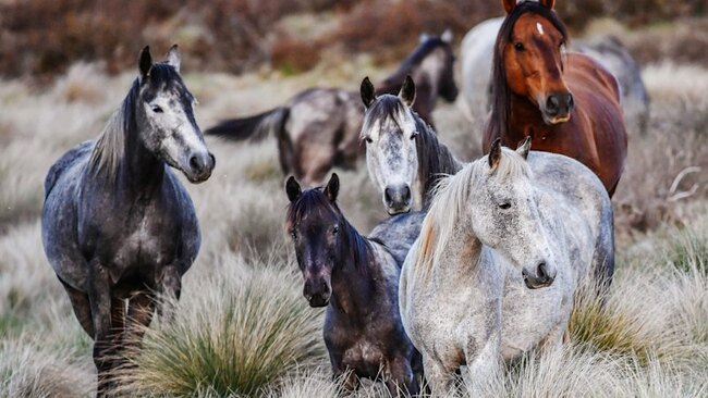 Death threats, abuse and misinformation: Inside the brumby cull