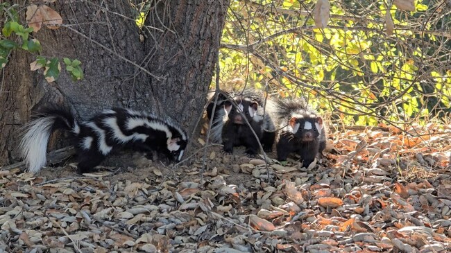 Rare spotted skunks released after rehabilitation in San Diego