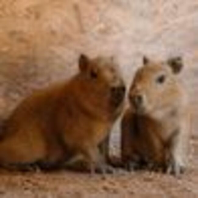 Longleat Safari Park celebrates as its only two Capybaras become parents