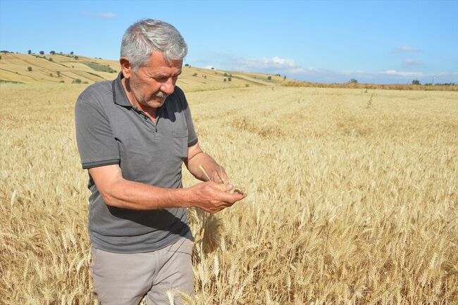 Havza ilçesinde 107 bin 250 ton hububat rekoltesi bekleniyor