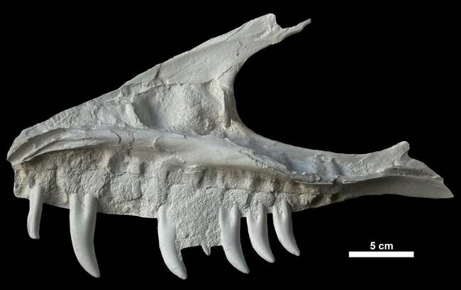 Remains of dinosaur skull discovered in BC campground belonged to T. rex 'great-uncle'
