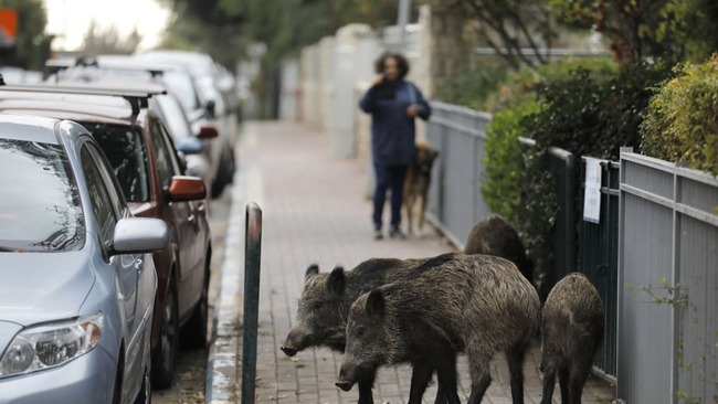 Health Ministry: Rabies cases rise as wild animals move into urban areas