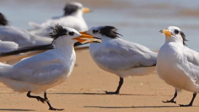 More bird flu cases in South Australia