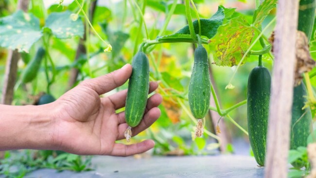 5 priežastys, kodėl dera „pikti“ agurkai
