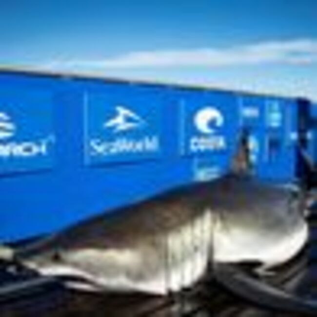 Great white shark weighing 100 STONE spotted off Florida tourist beach showing unusual behaviour