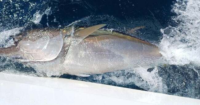 Donegal skipper lands first Bluefin Tuna of 2026 in Donegal Bay